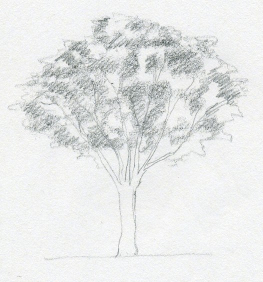 Gambar Dasar Pohon