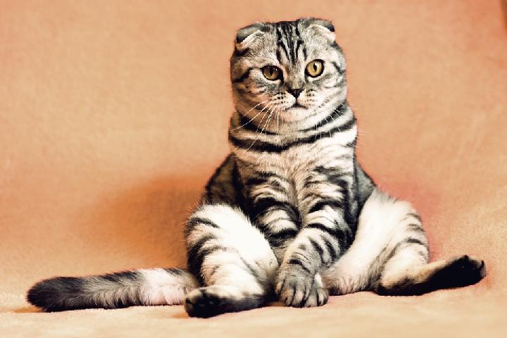 Cara Menggambar Kucing Lucu Hewan Terlengkap Sketsa Kucing Terbaru