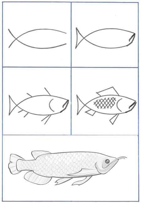 cara menggambar ikan Arwana