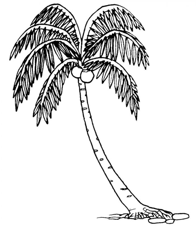 cara menggambar pohon Kelapa
