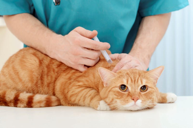 Memberikan Vaksin Pada Anak Kucing