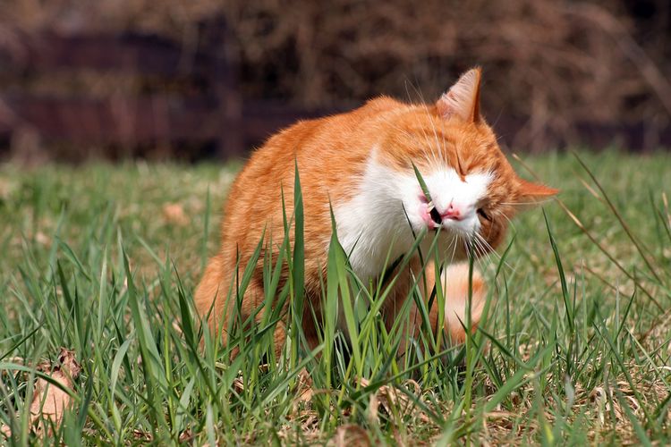 Gambar Kucing Memakan Tumbuhan