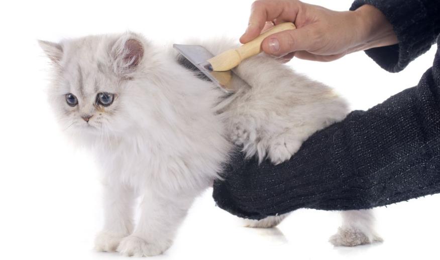 Menjaga Bulu Rambut Kucing
