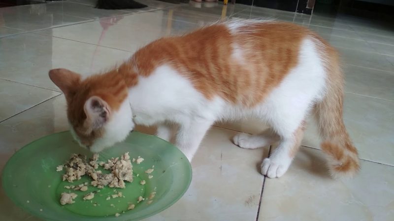 Efek Kucing Kampung Makan Whiskas