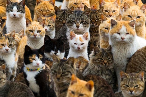 Cara Merawat Kucing Kampung Agar Nurut