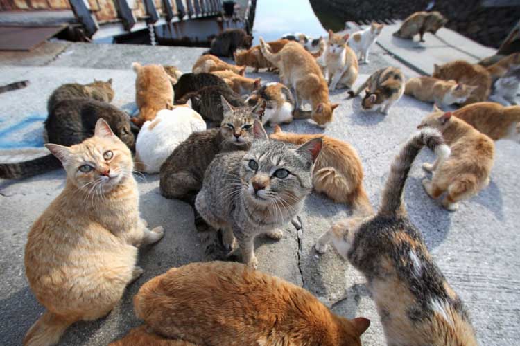 Jenis Kucing Kampung Di Indonesia