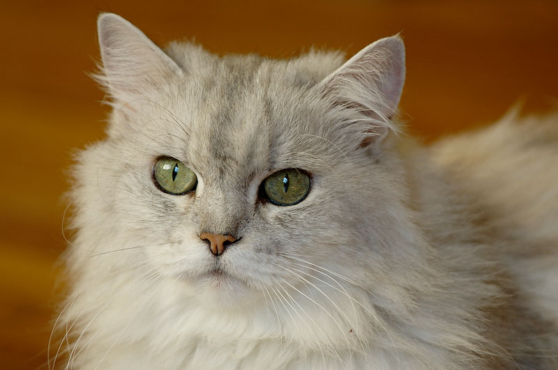 Jenis Kucing Anggora Campuran Persia