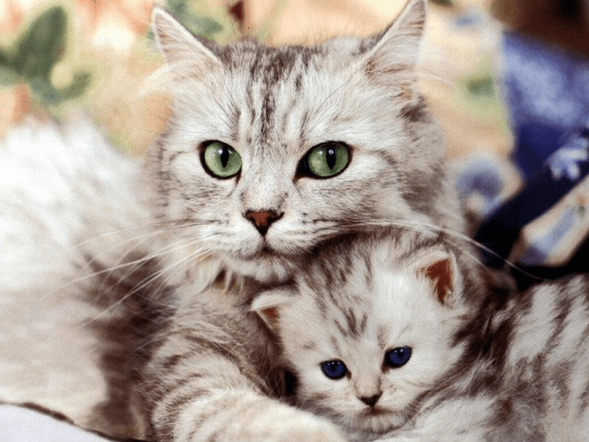 Gambar Kucing Persia Lucu dan Imut