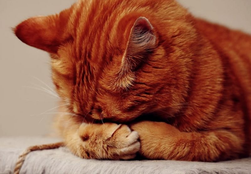 Paling Populer 22+ Gambar Lucu Kucing Sedih - Richa Gambar