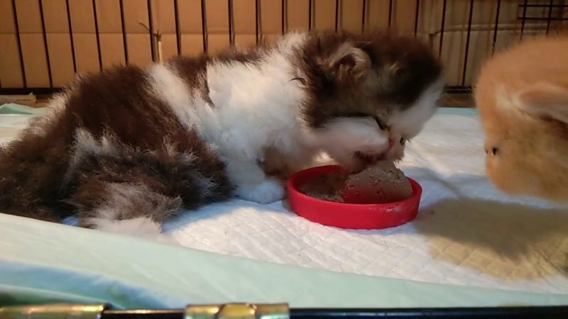 Makanan Kucing Kampung Berumur Satu Bulan