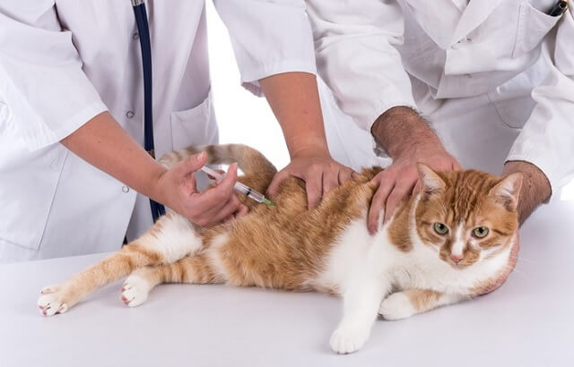 Memberikan Vaksin Pada Anak Kucing