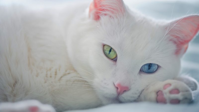 Kucing Jawa Mata Biru