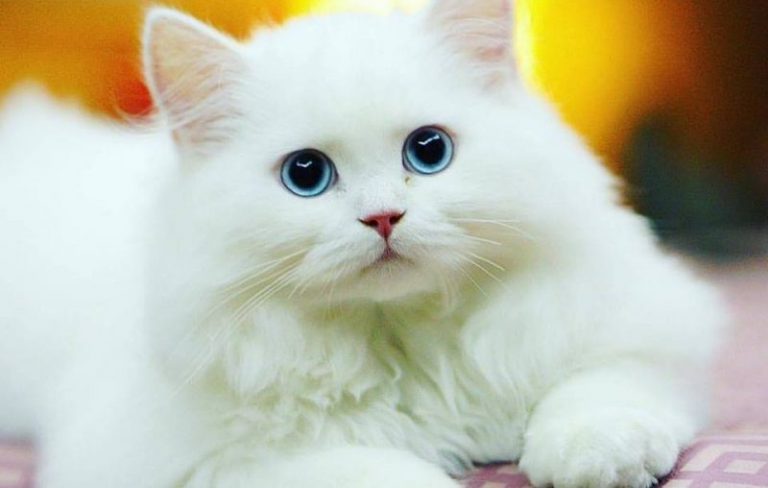 Jenis-Jenis Kucing Seluruh Dunia Jenis Kucing Anggora Persia Kampung