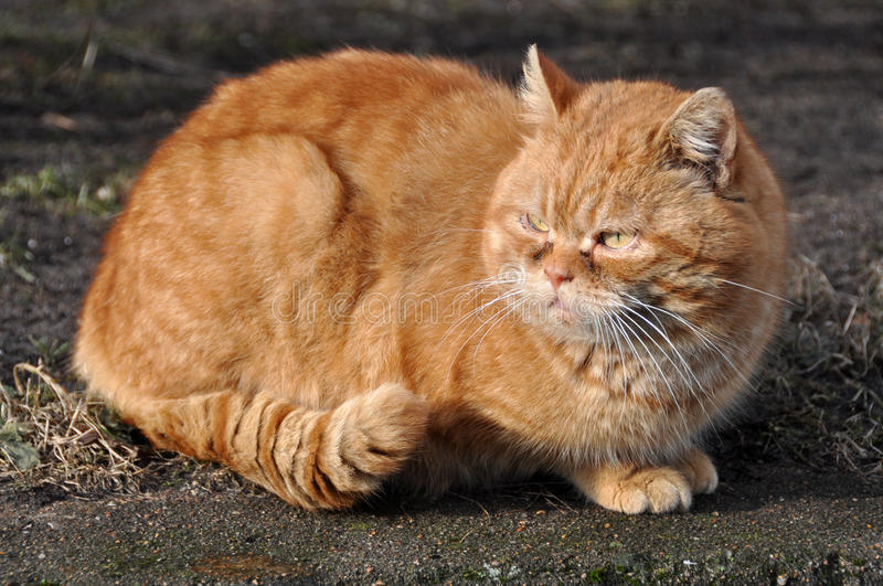 Jenis Kucing Garfield