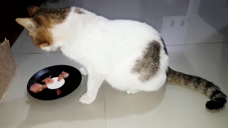 Kucing Jawa Asli Berserta Ciri-Ciri