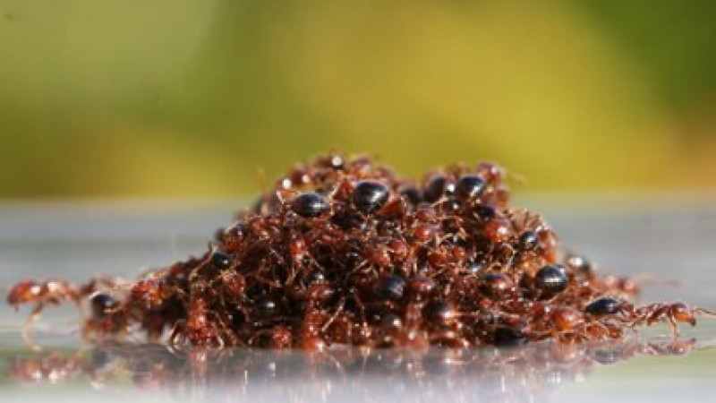 Cara Menghilangkan Semut Gatal Di Rumah