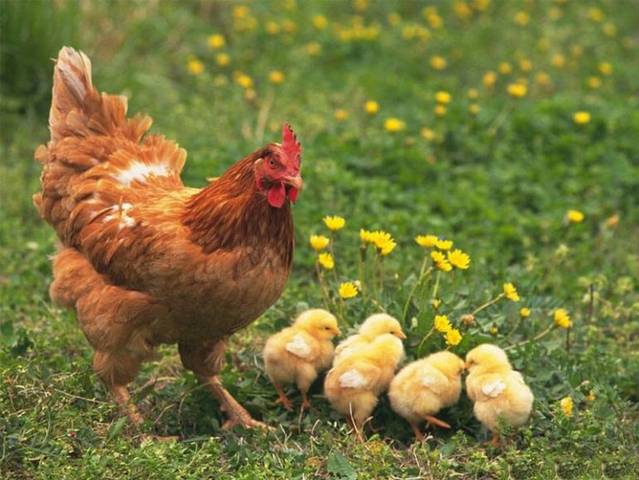 Cara Mengusir Ayam Di Kebun