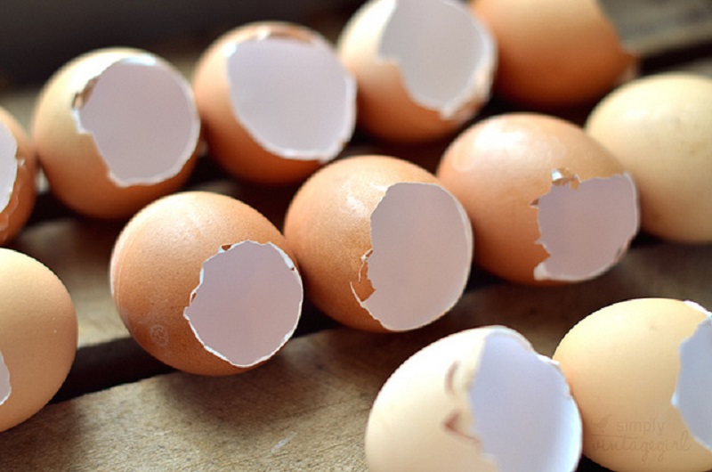 Cara Mengusir Curut Dengan Kulit Telur