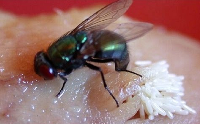 Cara Mengusir Lalat Dengan Garam