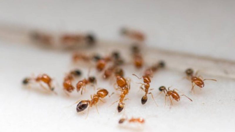 Cara Mengusir Semut Di Rumah