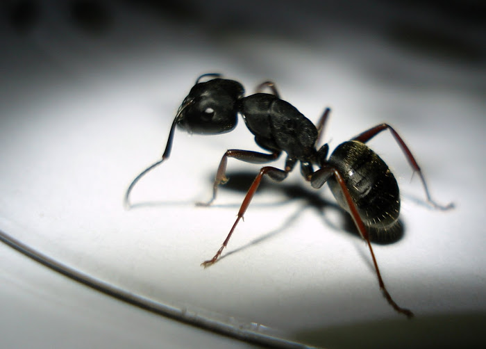 Cara Mengusir Semut Terbang