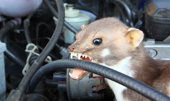 Cara Mengusir Tikus Di Mobil