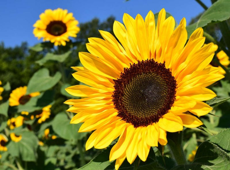 Cara Menggambar Bunga Matahari