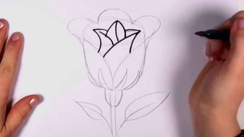 Gambar Sketsa Bunga Mawar