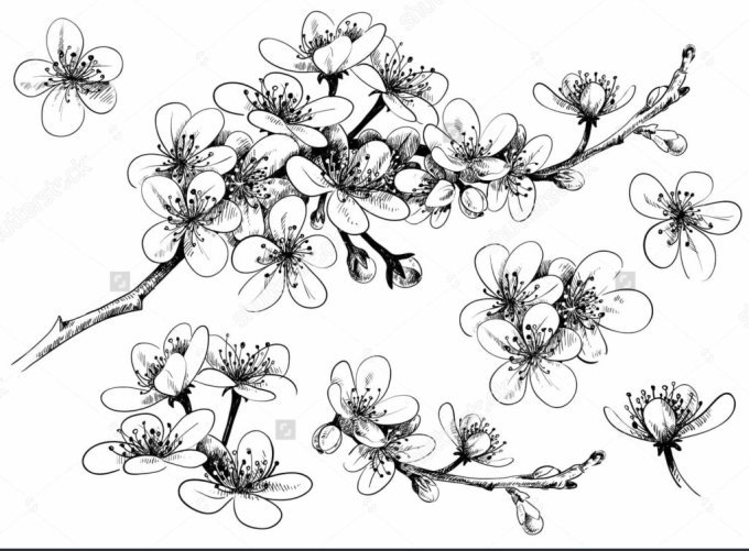 Gambar Sketsa Bunga Sakura