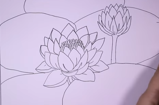 Gambar Sketsa Bunga Teratai