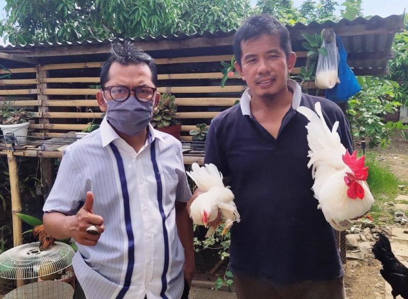 Jual Ayam Kate Riau