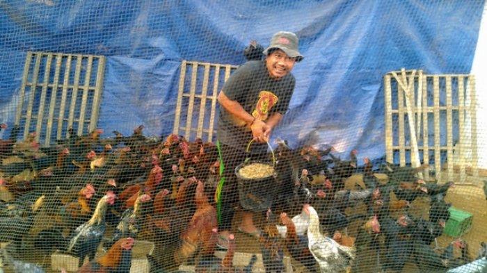 Peluang Untuk Berbisnis Ayam KUB Joper